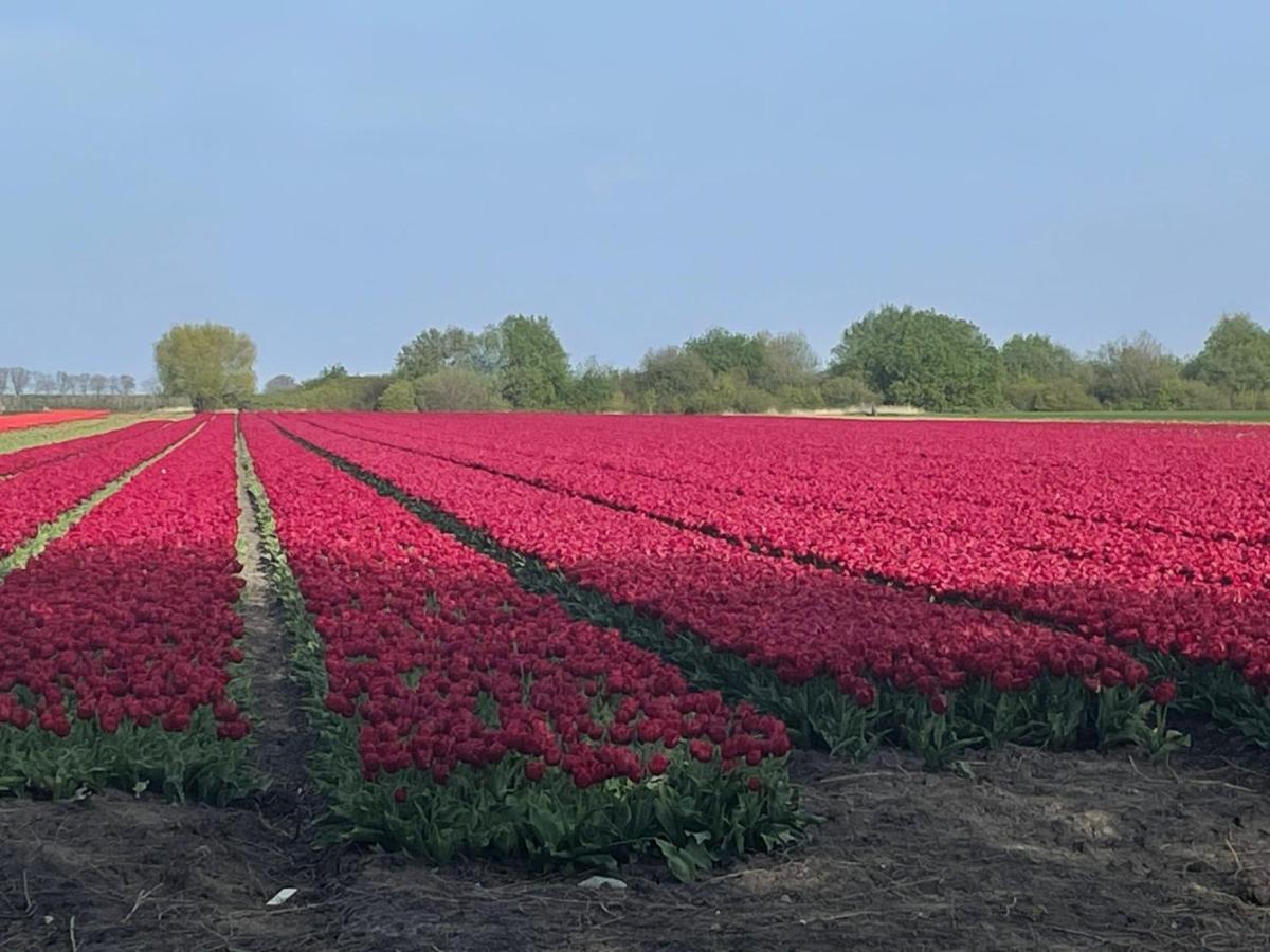 Vakantiehuis Het Uilennest Wijdenes 外观 照片
